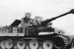 Tiger_russia