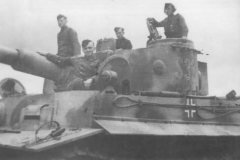 Tiger_s32_2